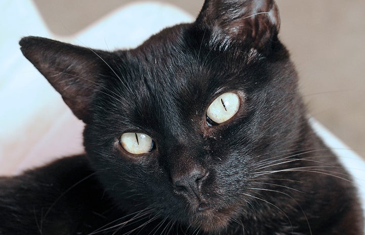 Black Cat Photos | Best Friends Animal Society