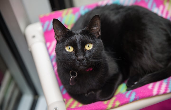Holly, a beautiful little black cat with gorgeous green eyes