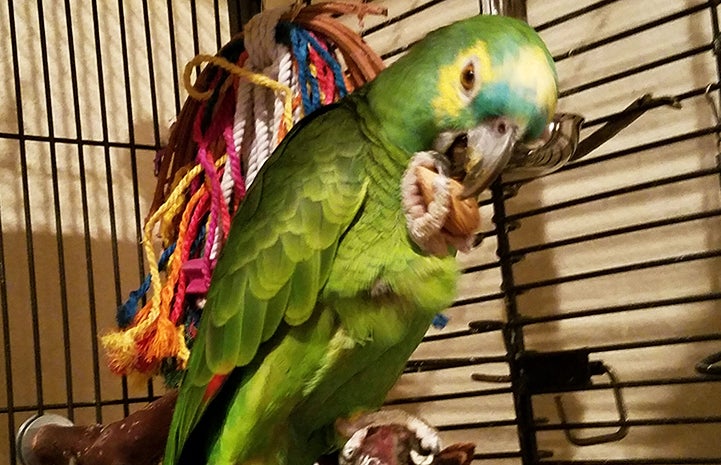 Roz the blue-fronted Amazon parrot with an almond