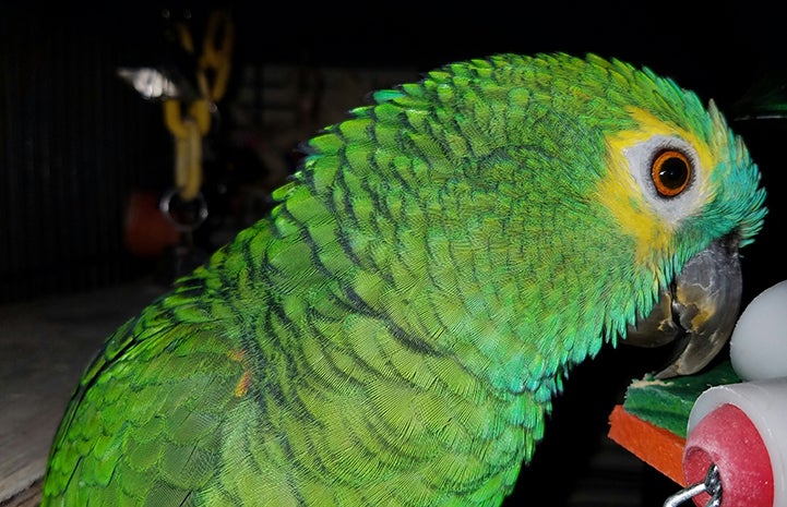 Roz the blue-fronted Amazon parrot's beautiful plumage