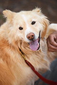 Bodin the golden retriever mix who has trouble with food guarding looks much like a teddy bear