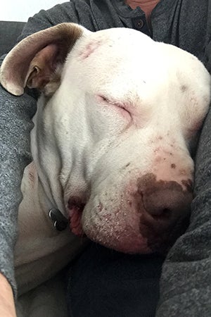 Mowgli, the pit bull terrier mix, loves his new family