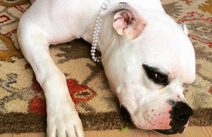 Mary Todd Lincoln, the bulldog mix, looks like she's wearing eyeliner