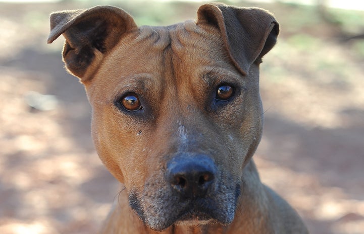 Pretty Girl the dog who was forced into the cruel "blood sport" of dogfighting