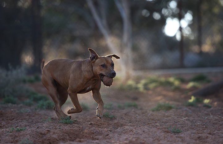 Pretty Girl, a former fighting dog, playing with a ball