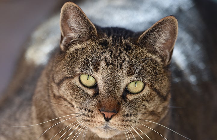 Allen the 'undercat' came to Best Friends with a scary-sounding diagnosis: feline plasma cell pododermatitis