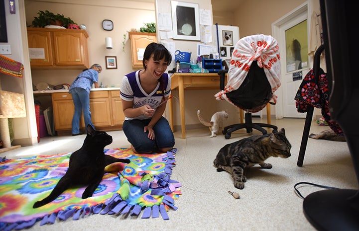 Cory the partially paralyzed cat fits right in with other cats