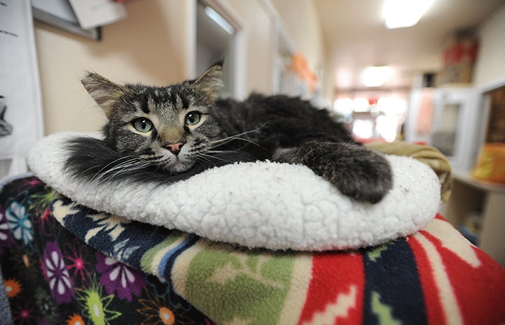 Diago needed help fast, so his caregiver reached out to Best Friends’ local community cat program