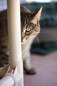 Grey the cat who has stomatitis hiding behind a pole