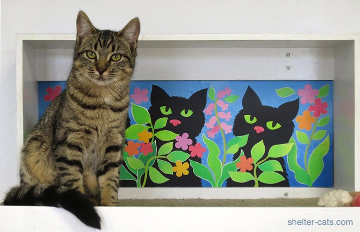 This shelter cat approves of the new "catified" area