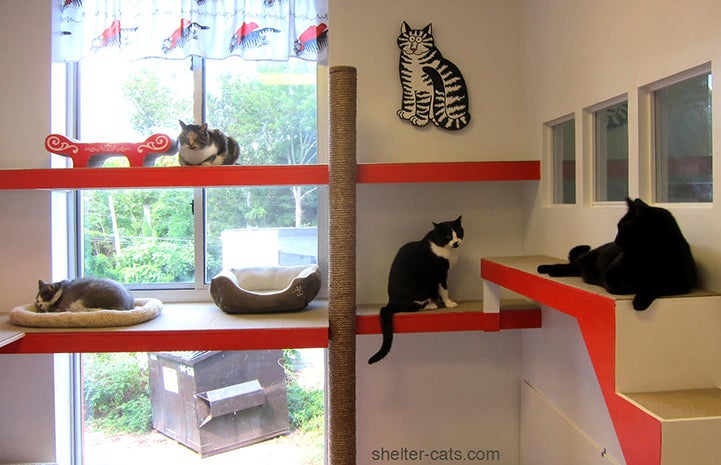 The new shelter remodel enhances the cats' environment, reducing their stress and keeping them more active and engaged