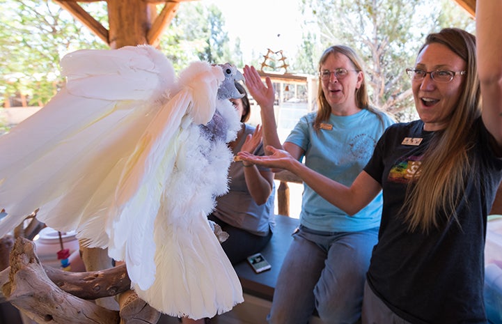 King O the Ducorp’s cockatoo has his send-off party