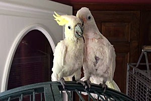 Cockatoos Houdini and Kaccia (now Melanie) are soul mates