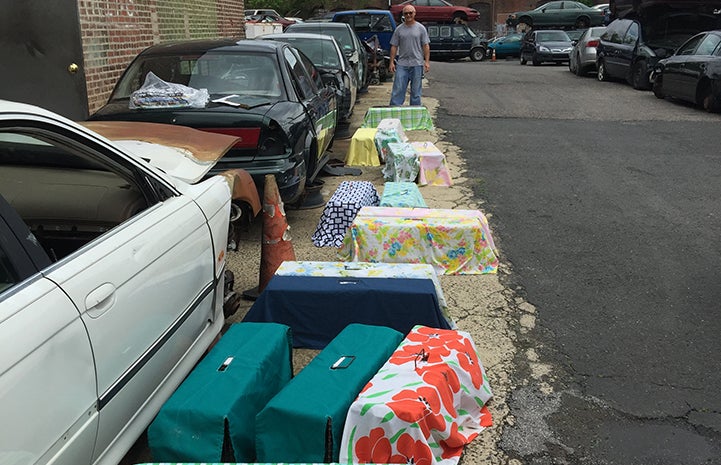 After staff dropped off dozens of traps and showed John Meo how to use them, he trapped the entire colony of cats who’d been having kittens for years at the auto salvage yard where he works. Now they are all spayed or neutered.