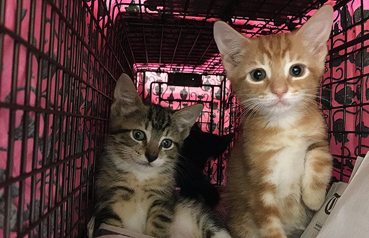 Kat McCord not only trapped cats on her block for spay and neuter, when she knocked on neighbors’ doors they were grateful for her help getting their eight indoor/outdoor cats and kittens spayed and neutered too.