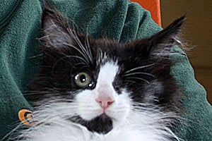 Petey the kitten's true personality emerged after his upper respiratory infection healed and his eye was removed
