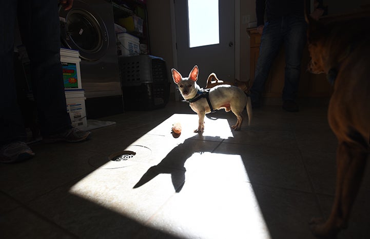 Danny the dachshund and Chihuahua mix enjoying a sunbeam