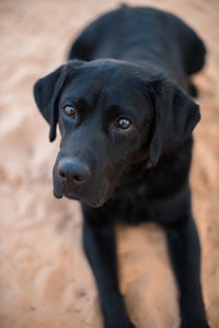 Bayley the sweet black Lab mix who has vision and hearing loss