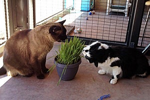 Spencer and Matisse the cats nibble on some cat grass together