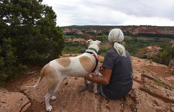 Destiny the pit bull terrier mix who has lupus with Deb, looking out at the scenery