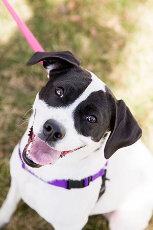 Stella, a one-year-old dog from the Best Friends Pet Adoption Center in Salt Lake City