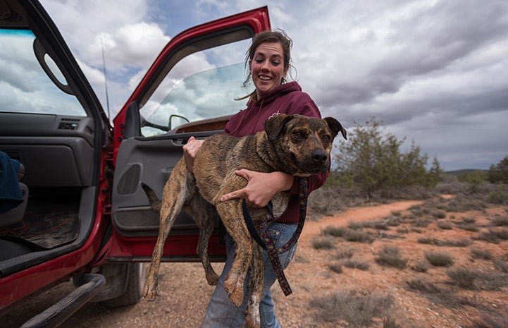 Dogtown caregiver Kirsten Mailloux lifts Rockford out of the car so they can go for a hike