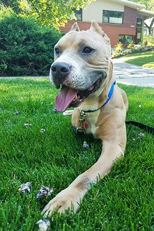 Sparky, a three-legged pit bull terrier mix, enjoying life