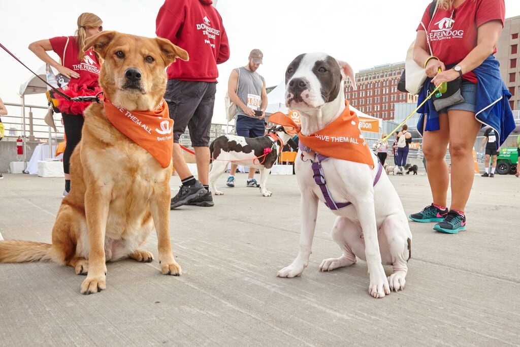 Dogs wearing Best Friends' Save Them All bandanas at Strut Your Mutt
