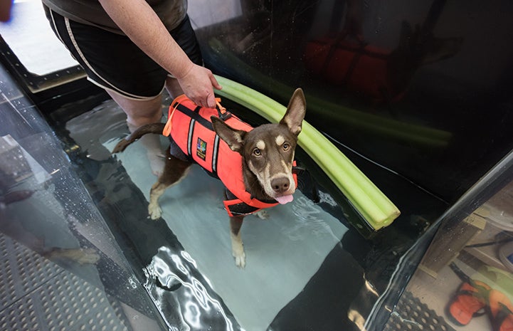 Caboodle undergoes hydrotherapy several times a week