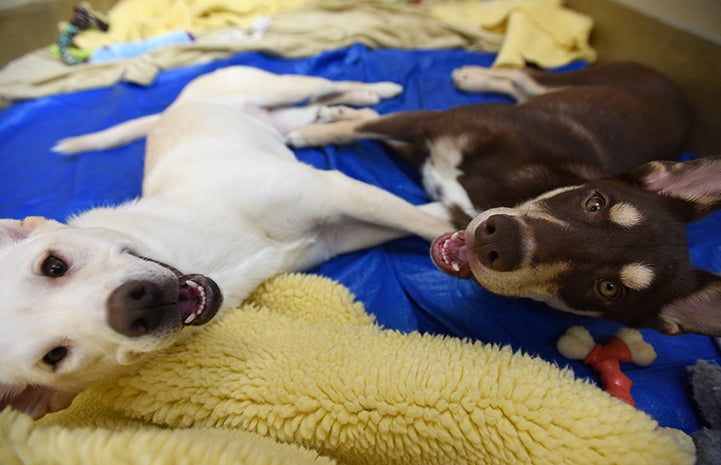 Kit and Caboodle's room is padded and lined with soft bedding and blankets