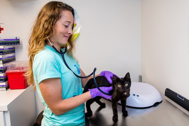 Dr. Bliss examining a black cat