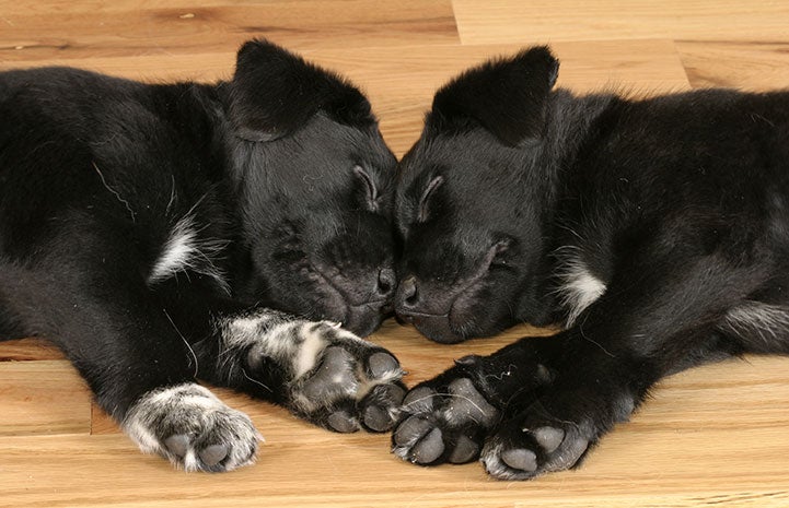 Two black and white puppies sleeping together
