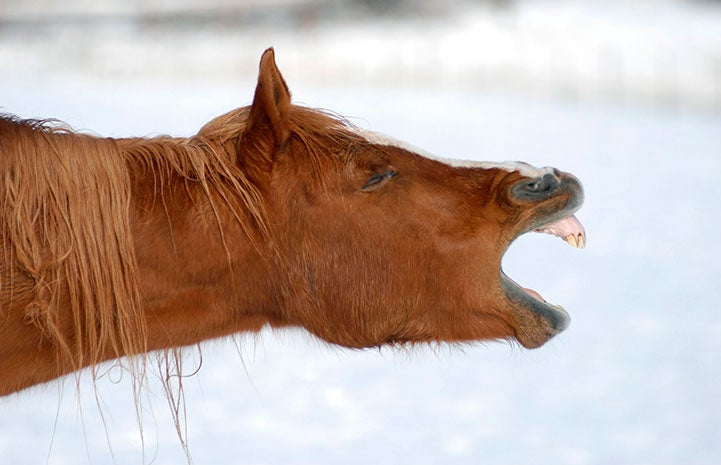 Taj the yawning horse