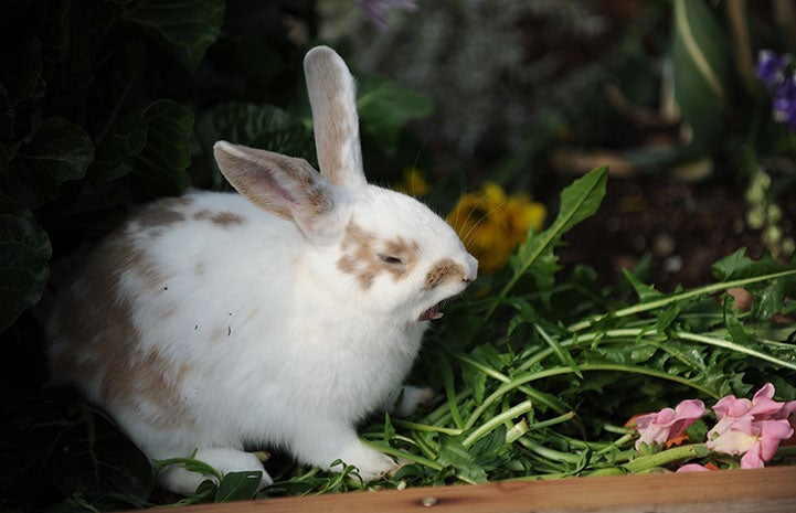 XuiLi the rabbit yawning