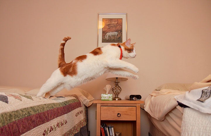 Orange and white cat leaping from one bed to another during a sleepover