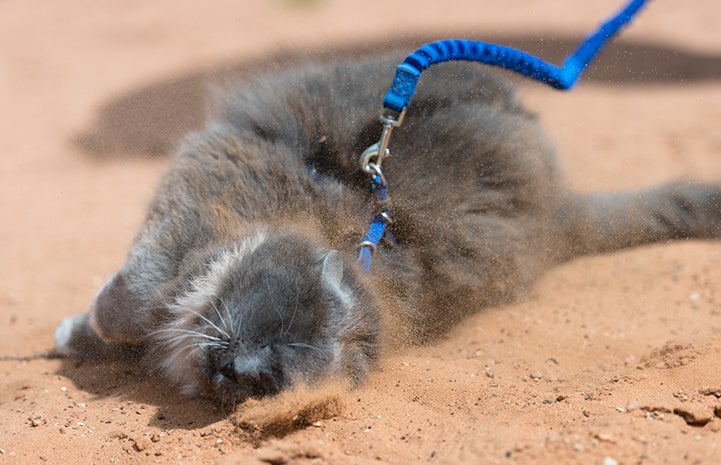 There's nothing better than a good roll in the sand for Symphony the cat