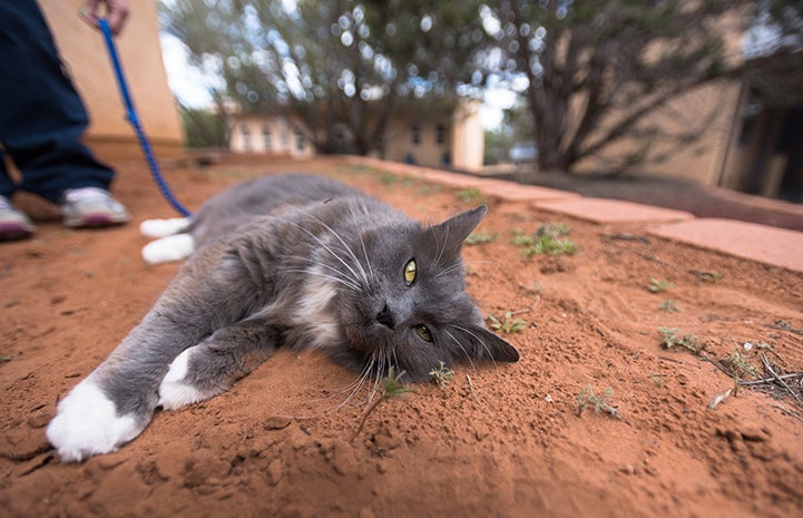 Symphone is a normal, healthy kitty