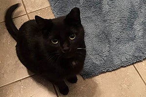 Sugar Plum the all-black cat found a home from the Best Friends Pet Adoption Center