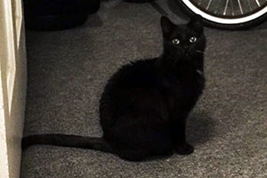 FIV didn't stop Sugar Plum the black cat from finding the perfect home