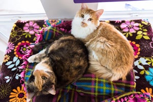 Iowa and Indiana, both cats with FeLV, get special care at Cat World