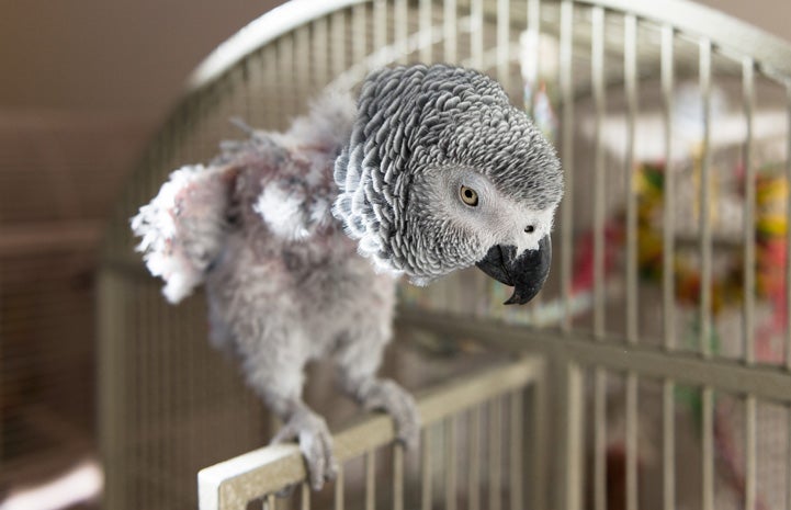 Even without feathers to steady him, Gregory the African grey is still graceful