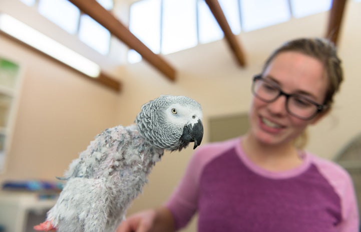 Gregory the African grey parrot with Sierra