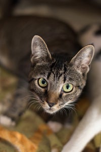 Bess, a cat with feline cerebellar hypoplasia