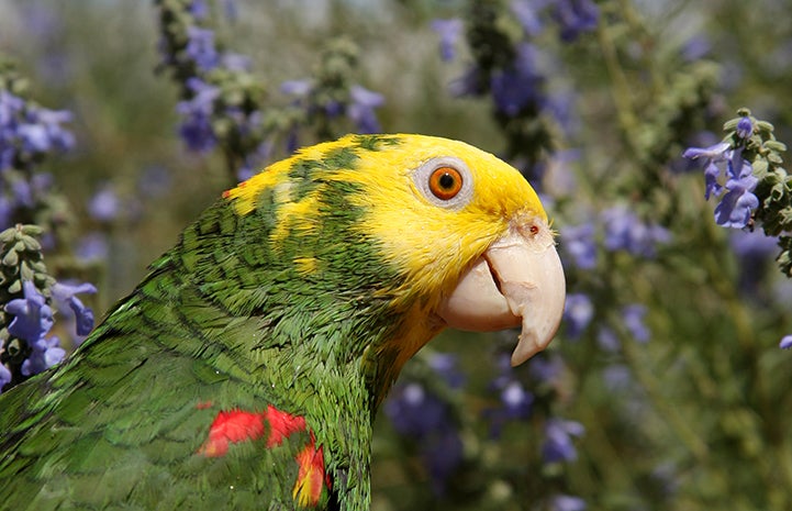 Fred the parrot with flowers behind him