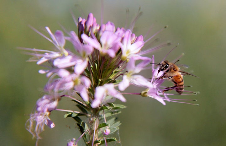 Honeybee in a purple wildflower
