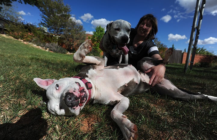 Trinity the pit-bull-terrier mix asking Leslie for a belly rub