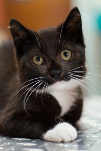 Yoyo, a little tuxedo kitten, started as a foster but was adopted by his foster dad