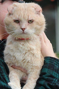 Once his ears were treated, Zaxby's sweet personality came out and he now sits in the lap of luxury