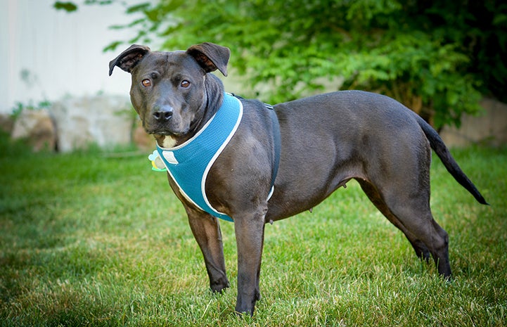 Geneva, the black Labrador retriever and pit-bull-terrier mix, came to Best Friends with health issues