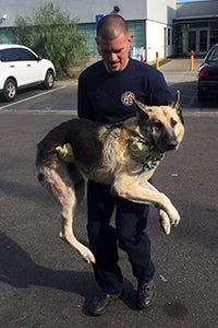 Samson the German shepherd had to be carried out